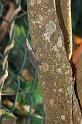 18 Roodkeelanolis    Anolis carolinensis